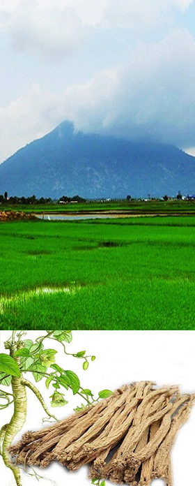 ĐẢNG SÂM