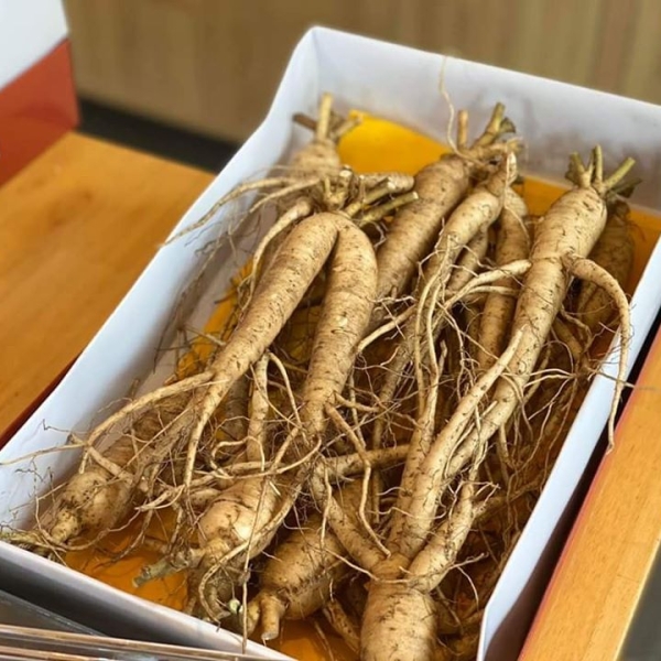 SÂM BỐ CHÍNH LÊN THÀNH PHẨM