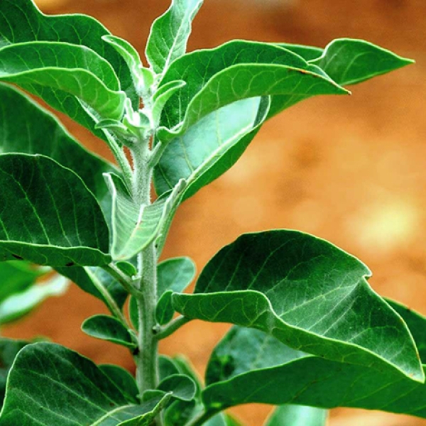 CÂY SÂM ẤN ĐỘ